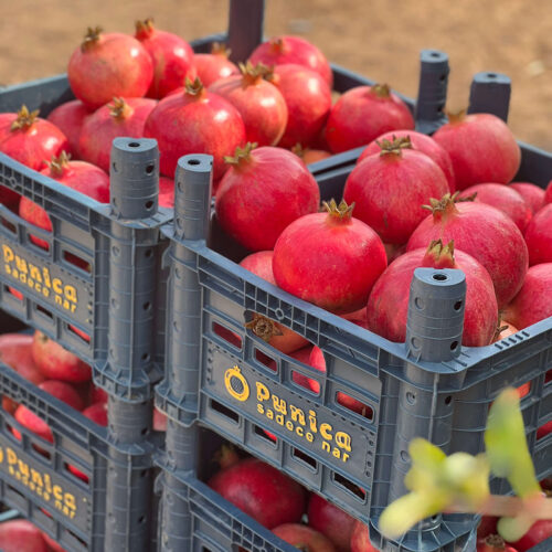 Punica Nar Bahçemiz (11)