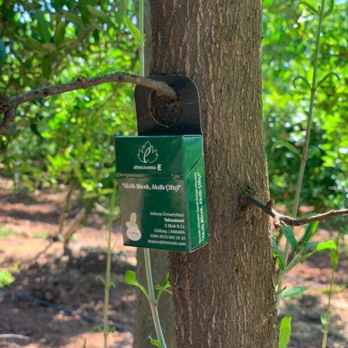 Punica Nar Bahçemiz (6)